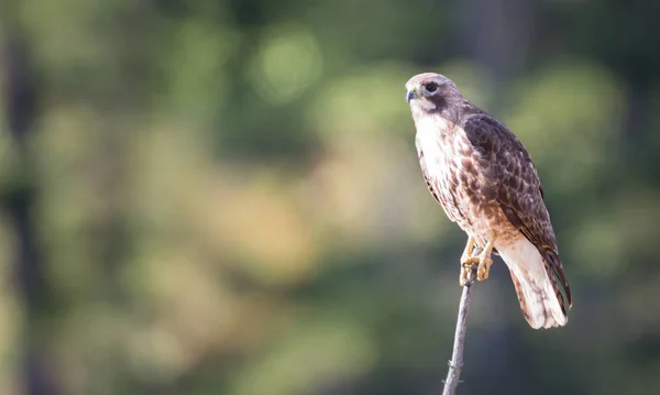 Habicht Der Kanadischen Wildnis — Stockfoto