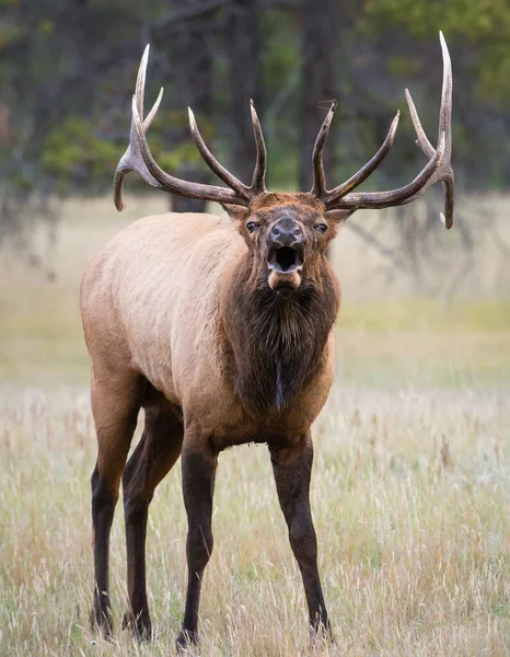Wild Elk Animal Nature Fauna — Stock Photo, Image