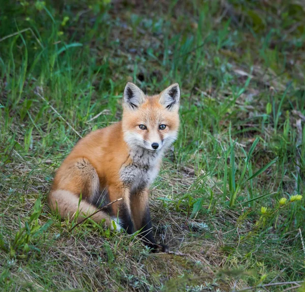 Red Fox Canada — Stock Photo, Image