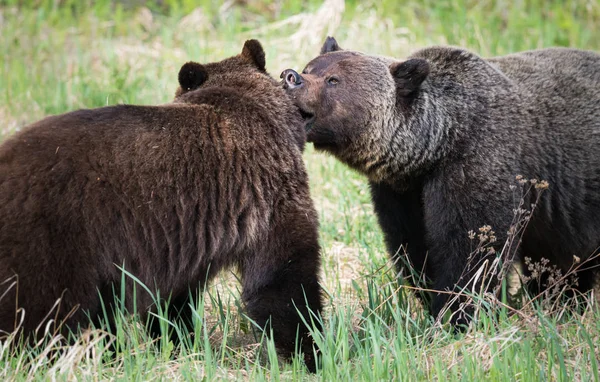Grizzly Beren Het Wild Dieren Natuur Fauna — Stockfoto