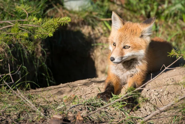 Red Fox Canadá — Foto de Stock