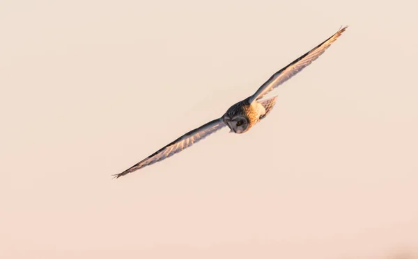 Eule Freier Wildbahn Vogel Natur Fauna — Stockfoto