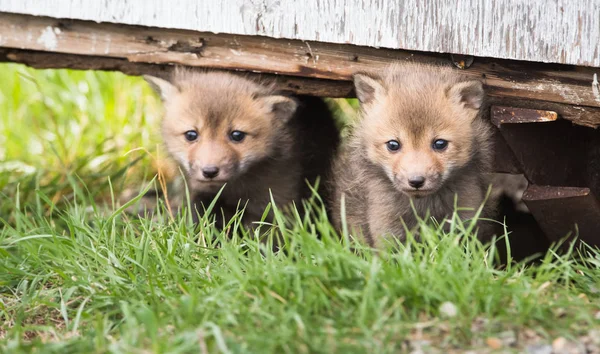 Rävsatser Djur Natur Fauna — Stockfoto