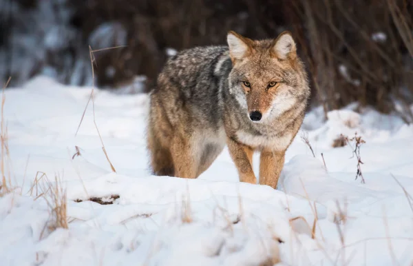 Coyote Estado Salvaje Animal Naturaleza Fauna —  Fotos de Stock