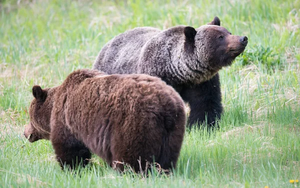 Grizzlis Sauvages Animaux Nature Faune — Photo