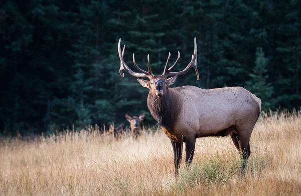 Vahşi Geyik Hayvan Doğa Fauna — Stok fotoğraf