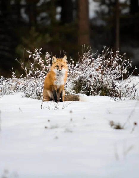 Kızıl Tilki Hayvan Doğa Fauna — Stok fotoğraf