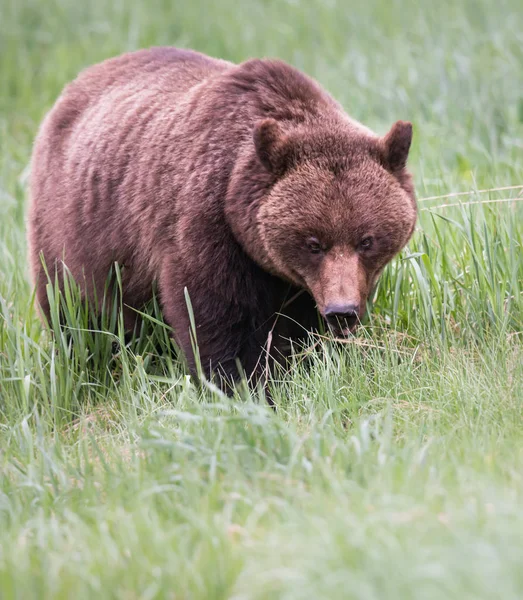 Medvěd Grizzly Divočině Zvíře Příroda Fauna — Stock fotografie