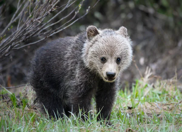 Niedźwiedź Grizzly Dziczy Zwierzaku Natura Fauna — Zdjęcie stockowe