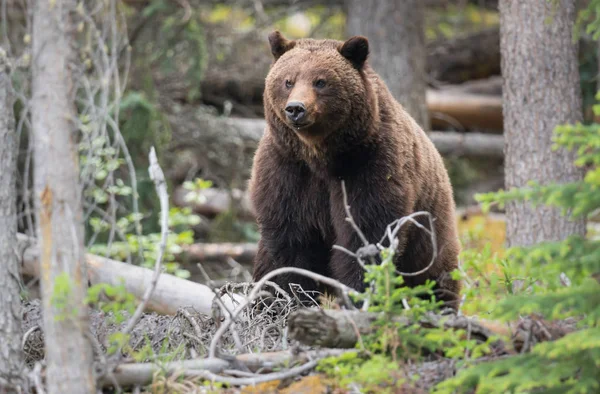 Oso Pardo Salvaje Animal Naturaleza Fauna —  Fotos de Stock