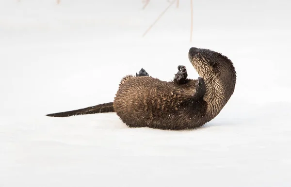 Rzeka Wydra Dziczy Zwierzę Natura Fauna — Zdjęcie stockowe