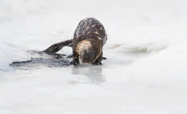 Wild River Vydra Zvíře Příroda Fauna — Stock fotografie