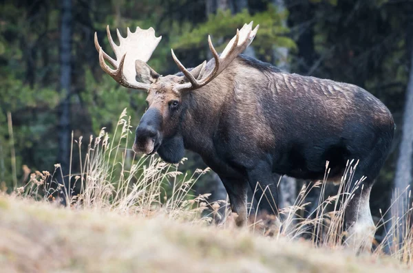 Moose Divočině Zvíře Příroda Fauna — Stock fotografie