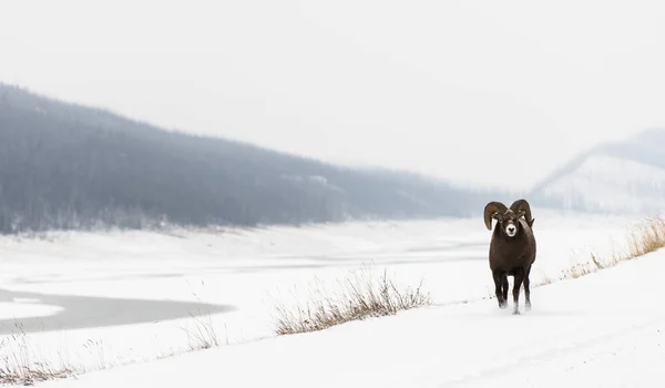 Wild Bighorn Sheep Natureza Fauna — Fotografia de Stock