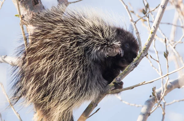 Vahşi Doğada Kirpi Hayvan Doğa Fauna — Stok fotoğraf