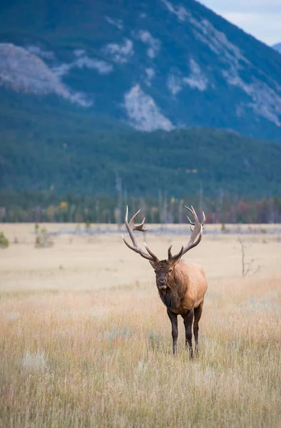 Wild Elk Animal Nature Fauna — Stock Photo, Image