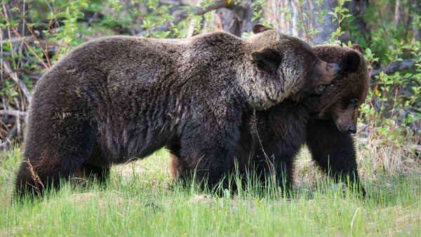 Grizzlis Sauvages Animaux Nature Faune — Photo