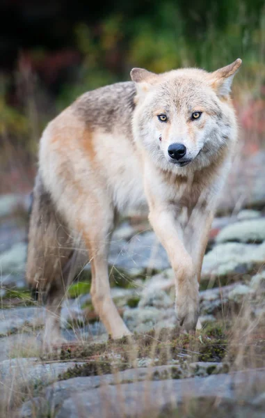 Lobo Oriental Estado Selvagem Animal Natureza Fauna — Fotografia de Stock