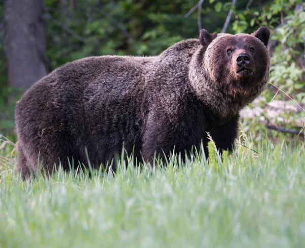 Грізлі Ведмідь Тварина Природа Фауна — стокове фото
