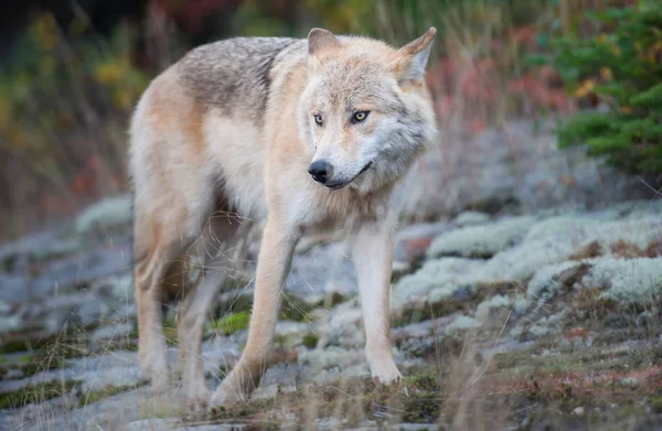 Der Östliche Wolf Wild Tierisch Natur Fauna — Stockfoto