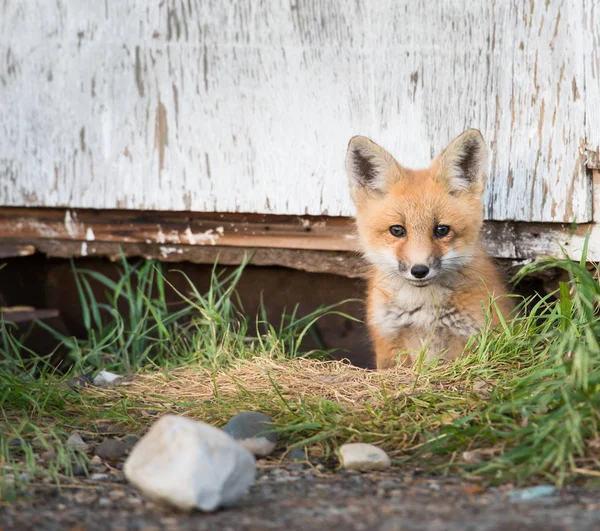 Red Fox Wild Animal Nature Fauna — 스톡 사진