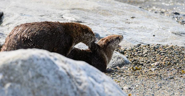 Las Nutrias Del Río Estado Salvaje Animales Naturaleza Fauna —  Fotos de Stock