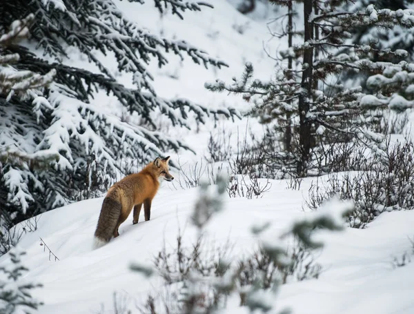 Vörös Róka Állat Természet Állatvilág — Stock Fotó