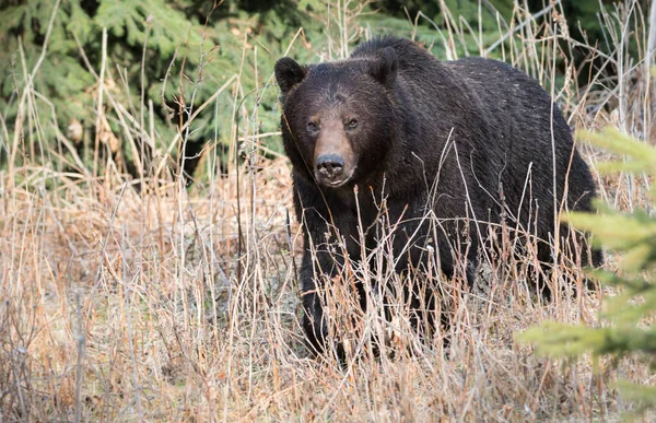 Orso Grizzly Selvatico Animale Natura Fauna — Foto Stock