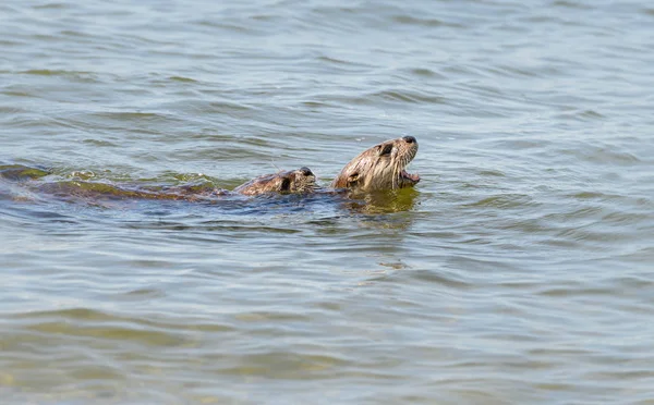 River Otters Estado Selvagem Animais Natureza Fauna — Fotografia de Stock