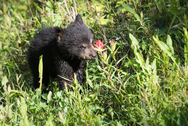 Schwarzer Bär Freier Wildbahn Tier Natur Fauna — Stockfoto