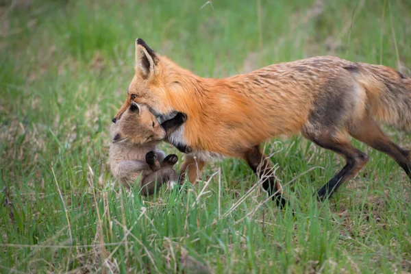 Rotfüchse Tiere Natur Fauna Mutter Und Bausatz — Stockfoto