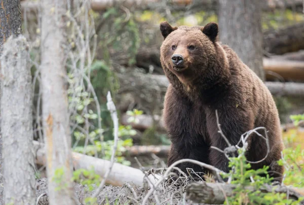 Medvěd Grizzly Divočině Zvíře Příroda Fauna — Stock fotografie