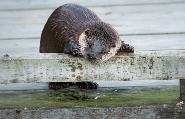 Rivier Otter Het Wild Dier Natuur Fauna — Stockfoto