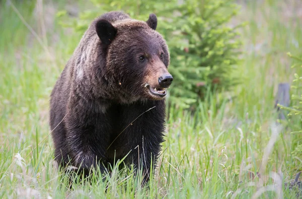 Медведь Гризли Дикой Природе Животное Природа Фауна — стоковое фото