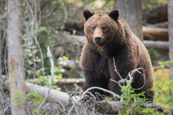 wild grizzly bear, animal. Nature, fauna