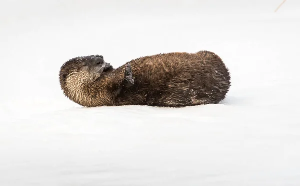 川野生ではカワウソ — ストック写真