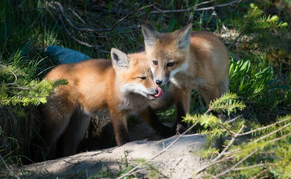 Kits Raposa Animais Natureza Fauna — Fotografia de Stock