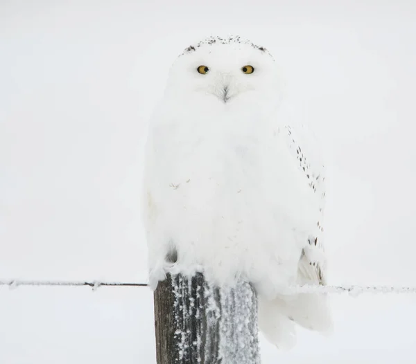 Chouette Sauvage Oiseau Nature Faune — Photo