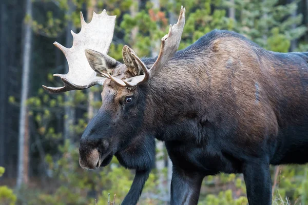 Alce Selvagem Animal Natureza Fauna — Fotografia de Stock