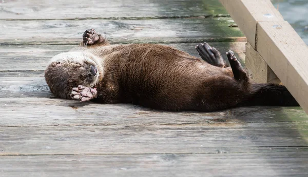 River Otter Estado Salvaje Animal Naturaleza Fauna —  Fotos de Stock