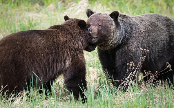 Osos Pardos Salvajes Animales Naturaleza Fauna — Foto de Stock