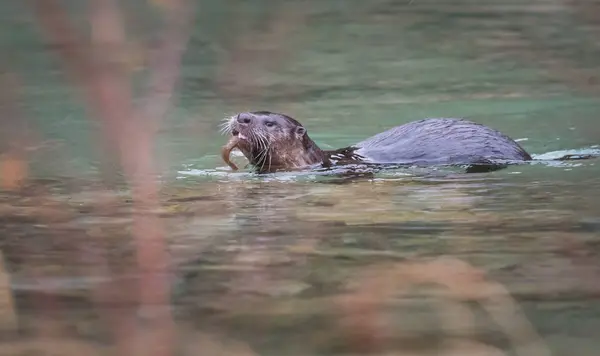 Sungai Otter Alam Liar Hewan Alam Fauna — Stok Foto