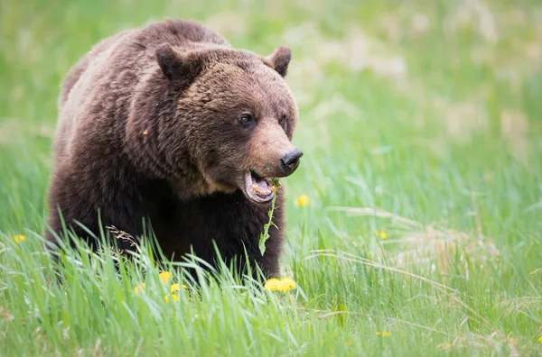 Divoký Medvěd Grizzly Zvíře Příroda Fauna — Stock fotografie