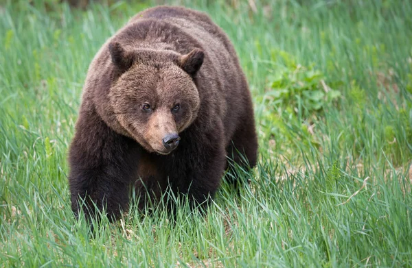 Oso Pardo Salvaje Animal Naturaleza Fauna — Foto de Stock