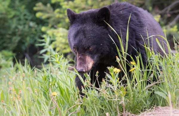 Ursul Negru Sălbăticie Animal Natură Faună — Fotografie, imagine de stoc