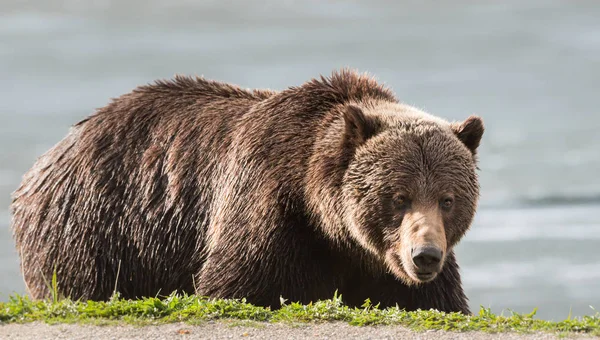 野生のグリズリークマ動物 — ストック写真