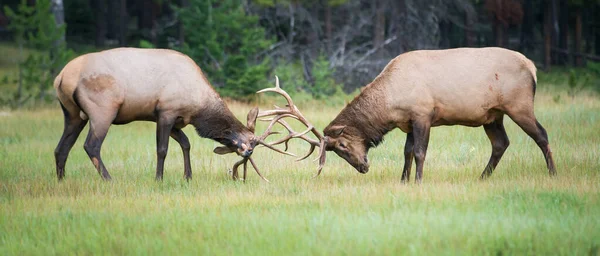 Alces Selvagens Animais Natureza Fauna — Fotografia de Stock