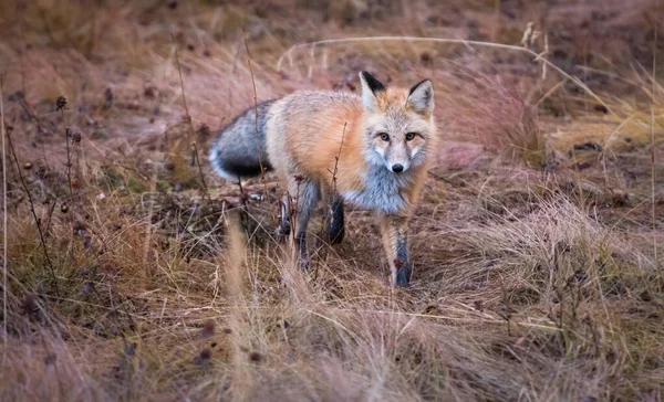 Wild Red Fox Animal Nature Fauna — Stock Photo, Image