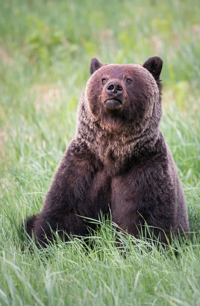 Dziki Niedźwiedź Grizzly Zwierzę Natura Fauna — Zdjęcie stockowe