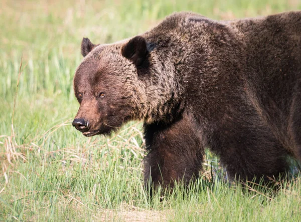 Dziki Niedźwiedź Grizzly Zwierzę Natura Fauna — Zdjęcie stockowe